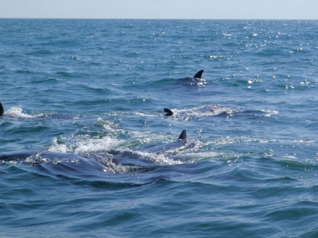  Golfinhos em passeio de barco